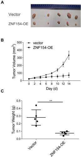 Figure 5 (A) ZNF154 suppresses MGC-803 cell growth in nude mice. (B) The tumor growth curve of MGC803–ZNF154 or MGC803-vector cells injected subcutaneously in nude mice; (C) Difference of tumor weight between MGC803–ZNF154 or MGC803-vector cells injected subcutaneously in nude mice at 3-weeks’ time point after cell implantation; Data are presented as mean ± SD of triplicate experiments, **p<0.01.