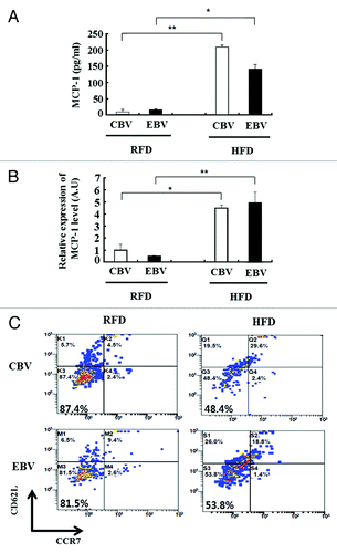 Figure 2. Chronic inflammation in obesity results in defective effector memory CD8+ T cells. (A and B) The protein and mRNA expression levels of cytokine (MCP-1) was measured from serum (A) and epididymal fat (B) of regular fat diet (RFD) and high fat diet (HFD) mice at 17 wk (in Table 1) after their second immunization with cell culture-based vaccine (CBV) and egg-based vaccine (EBV) (mean ± SD; n = 3). (C) Influenza-specific effector memory CD8+ T cells (CD62-CCR7-) were detected by flow cytometry. Stromal vascular fraction (SVF) was isolated from the epididymal fat of RFD and HFD mice at 17 wk (in Table 1) after the second immunization. Fat cells from SVF were infected with A/California/04/2009 (H1N1) virus ex vivo (mean ± SD; n = 3).