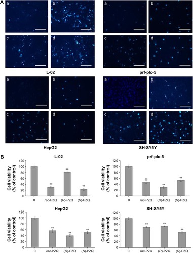 Figure 3 Fluorescent microscopic analysis of nuclei fragmentation by Hoechst 33342 staining.