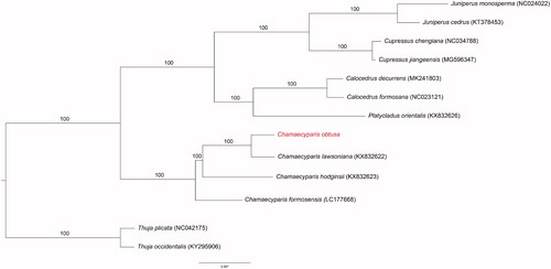 Figure 1. Phylogenetic trees of 14 Cupressaceae species. The tree was generated by maximum likelihood. GenBank accession numbers are shown in the figure.