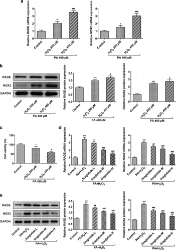 Figure 2. Liraglutide reduces the expression levels of RAGE and NOX2 in PA and H2O2-induced AML12 cells. (a) The mRNA levels of RAGE and NOX2. (b) The protein levels of RAGE and NOX2. (c) Cell viability through CCK8 assay. (d) The mRNA levels of RAGE and NOX2. (e) The protein levels of RAGE and NOX2. The data were displayed as mean ± SD. n = 7 for each group. *P < 0.05, **P < 0.01, ***P < 0.001 compared with Control. # P < 0.05, ## P < 0.01, compared with H2O2 200 µM group. ### P < 0.001 compared with PA+ H2O2 group.