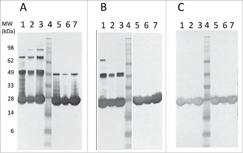 Figure 3. Western blot comparison of Tc24-WT (A), Tc24-C2 (B), and Tc24-C4 (C) purified proteins. Lanes 1–3: Non-Reduced. Lane 4: SeeBlue Plus Molecular Weight Marker. Lanes 5–7 Reduced. Lanes 1 and 5: Sample before size-exclusion chromatography (SEC) 8 µg load. Lanes 2 and 6: Post SEC low load (3 µg). Lanes 3 and 7: Post SEC high load (8 µg). Detection was performed using mouse polyclonal antibody against Tc24 expressed in Pichia pastoris as primary antibody diluted 1:2,500 in PBST and an alkaline phosphatase conjugated goat anti-mouse secondary antibody diluted 1:7,500 in PBST.