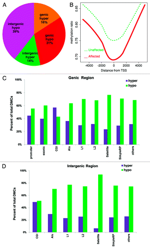 Figure 5. DMC distribution in different genomic regions. (A) DMCs occur across genomic regions; however, intergenic regions have higher percentage of hypomethylated CpGs than genic regions. (B) Hypomethylation around transcription start site (TSS). All genes are aligned around TSS and average methylation is displayed separately for affected (red) and unaffected (green) subjects. (C) DMCs in different genomic features of genic regions. All regions except CpG islands have more hypo-methylated DMCs in the affected individuals. (D) DMCs in different genomic features of intergenic regions. All have more hypo-methylated DMCs in the affected individuals. X-axis, genomic region; y-axis, percentage of hypermethylated (purple bars) and hypomethylated DMCs (green bars).