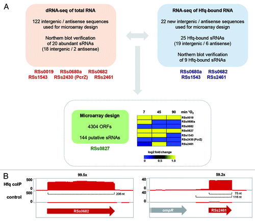 Figure 1. Global analyses for the identification and characterization of sRNAs in R. sphaeroides. (A) dRNA-seq and RNA-seq from Hfq coIP experiments identified intergenic and antisense transcripts representing putative sRNAs and asRNAs, respectively.Citation24,Citation82 Newly identified transcripts and ORF annotations were used for microarray design. The sRNAs given below the colored boxes indicate their identification in the respective analysis and were chosen due to their oxygen-responsive expression (see main text and Fig. 2 for details). The heat map illustrates results for these sRNAs from a microarray study conducted for the singlet oxygen (1O2) stress response.Citation21 Expression levels after treatment with methylene blue in light are compared with expression levels before singlet oxygen stress. (B) Integrated Genome Browser (IGB) screenshots for RNA-seq results from Hfq coIP experiments. Mapping of cDNA reads is shown for the coIP with 3xFLAG-tagged Hfq (Hfq coIP) and an unspecific control experiment (control). The scale on the left hand side of each screenshot displays relative read numbers. Red and gray arrows represent sRNA genes and ORFs, respectively. The numbers at the top indicate enrichment factors calculated for sRNAs. Transcript lengths are given for each sRNA.