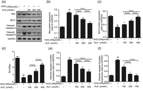 Figure 6. Effects of ALA on the expression of apoptosis-related proteins in HUVECs. (a) Western blotting analysis of Bax, Bcl-2 and the cleaved caspase-3 and caspase-9. The protein expression levels of Bax (b), Bcl-2 (c), cleaved caspase-3 © and cleaved caspase-9 (f) were analyzed, respectively. GAPDH was used to normalize the data. The Bcl-2/Bax ration (d) was calculated. Results are expressed as mean ± SEM (n = 3 per group). ##P < 0.01 vs control, **P < 0.01 vs model.