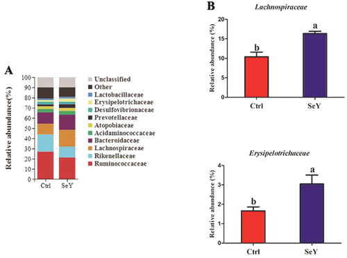 Figure 6. Relative abundance of the cecal microbiota at the family level in the Ctrl and SeY treatments based on the 16S rDNA gene sequence. (A) Relative abundance of the top 10 bacterial family were presented in each group. (B) The relative abundance of Lachnospiraceae and Erysipelotrichaceae were expressed as mean ± SEM. Values on each bar with no common letter differ significantly (p < .05).