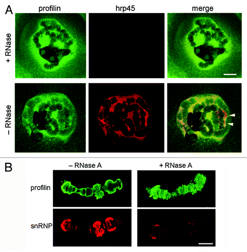 Figure 6. The association of profilin with the chromosomes does not depend on RNA. (A) Salivary glands were digested with RNase A before fixation and immunostaining with antibodies against profilin (green) and hrp45 (red). The hnRNP protein hrp45 was used to monitor the efficiency of the enzymatic digestion. Note that the distribution of profilin in the nucleus was not affected by the digestion with RNase A. The arrowheads point at BR puffs intensely labeled by the anti-hrp45 antibody. The bar represents 20 μm. (B) RNase A digestion of isolated polytene chromosomes before immunostaining with antibodies against profilin (green) and snRNPs (red). The bar represents 10 μm.