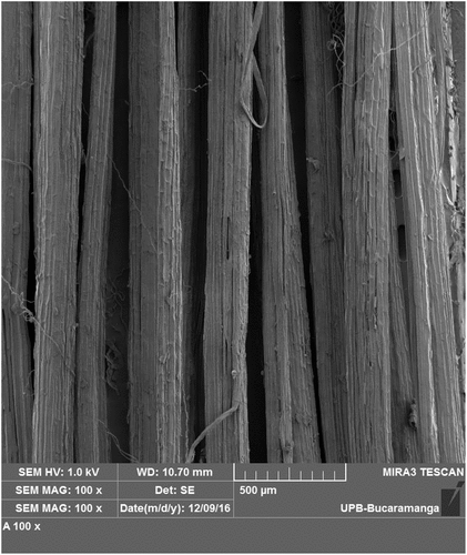 Figure 2. Longitudinal image of raw fique fibers magnified at 100