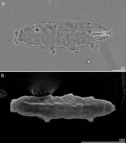 Figure 3. Mesobiotus mandalori sp. nov. — Phase-contrast microscope (PCM) and scanning electron microscope (SEM images of habitus morphology: (a) — PCM dorso-ventral projection (holotype); (b) — SEM dorsal projection (paratype). Scale bars in μm.