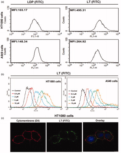 Figure 2. In vitro binding activity analyses. (a) Binding efficiency of 5 μM FITC-conjugated protein LT or LDP to HT1080 and A549 cells, determined by FACS analysis. The experiment was carried out in triplicate. (b) Binding activity of different concentrations of FITC-conjugated protein LT to HT1080 and A549 cells via FACS analysis. HT1080 or A549 cells without LT (FITC) served as the control. Each experiment was performed in triplicate. (c) Binding affinity of the protein LT to living HT1080 cells was analyzed by confocal microscope, the representative image was obtained by the LEICA TCS SP5 System (Leica Microsystems GmbH, Wetzlar, Germany). The overlay image was with FITC-conjugated protein LT (green), DiI staining (red), and DAPI staining (blue).