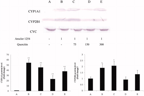 Figure 3. CYP1A1 and CYP2B1 protein in rat liver samples (homogenates; Western blot). Evaluation of CYC was performed to permit normalization as needed for loading. Values shown in bar charts are in terms of relative intensity (i.e. after normalizing, vs. control rat value). Values shown are means ± SD (n = 8/group). *Value significantly different from control (*p < 0.05, **p < 0.01). Each experiment repeated three times; figure shown is representative outcome. Doses in upper figure in terms of mg/kg. Treatments A–E described in legend to Figure 1.