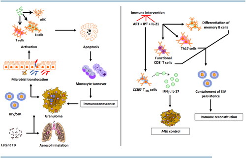 Figure 2. HIV co-infection with Mtb is characterized by immune activation encompassing a wide array of tissues and cells. HIV co-infection leads to a drastic depletion of CD4+ T cells by loss of mucosal integrity and, in turn, a loss of immune function in the gastrointestinal tract. This causes a translocation of resident microbial products into the systemic circulation leading to the activation of several cell types, including T, B, and NK cells, plasmacytoid dendritic cells (pDCs), and monocytes. In addition to producing proinflammatory cytokines, these activated cell subsets demonstrate increased apoptosis and turnover. The integrity of the granuloma structure in a reactivated macaque is maintained by this increased monocyte turnover that replaces the apoptotic macrophages. The HIV infection promotes macrophage killing, leading to the breakdown of granulomas, which in turn leads to a breach of Mtb containment and reactivation. While antiretroviral therapy (ART) successfully contains the virus, it fails to resolve the chronic immune activation completely. Concurrent therapy with isoniazid and/or IL-21 could achieve both bacterial containment and immune activation. While isoniazid treatment in conjunction with ART could restore CCR5+ TRM cells in the lung tissues leading to better control of Mtb replication in the macrophages, IL-21 could serve to promote the maintenance and functionality of Th17 cells, B cells, and CD8+ T cells. Together, this novel therapy could potentially lead to better immune reconstitution and resolve virus-driven residual immune activation in a Mtb/HIV co-infection.
