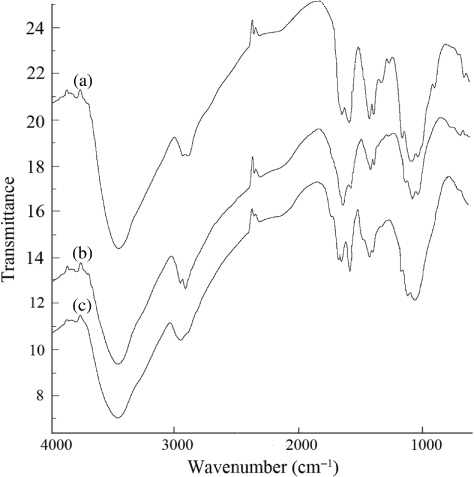 Figure 4. IR spectra of chitosan, chitosan CL and mAb-chitosan CL. (a) chitosan, (b) chitosan CL and (c) mAb-chitosan CL.