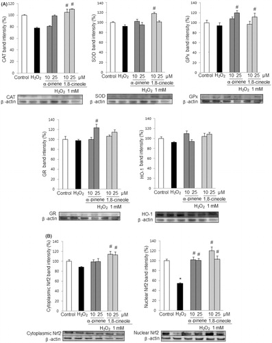 Figure 4. (A) Effect of monoterpenes on protein expression of antioxidant enzymes. U373-MG cells were pretreated with α-pinene and 1,8-cineole (10 and 25 μM) for 24 h, previous to the treatment with H2O2 (1 mM) for 30 min. The levels of protein expression of CAT, SOD, GR, GPx, and HO-1 were measured by Western blots. (B) Effect of monoterpenes on Nrf2 protein expression. U373-MG cells were pretreated with α-pinene and 1,8-cineole (10 and 25 μM) for 24 h, previous to the treatment with H2O2 (1 mM) for 30 min. Nuclear and cytoplasmic Nrf2 protein expression were measured by Western blots. Data are expressed as mean ± SD. Results are representative of three independent experiments. *p < 0.05 versus control, # p < 0.05 versus H2O2.