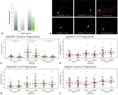 Figure 2. Characterization of the ability of AgNimB2 and AgEater to mediate bacterial phagocytosis. (A) RNA interference (RNAi) gene knockdown (KD) efficiency compared to S7 reference from 20 of each dsRNA injected mosquitoes assayed by quantitative real-time PCR (qRT-PCR). dsAgNim KD efficiency, 99·2±0·02%; dsEater KD efficiency, 99·8±0%. qRT-PCR data analyzed using standard curve method. Error bars represent standard error of the mean for two replicates. (B) Fluorescent images from pHrodo bioparticle injected mosquito abdomens, example of phagocytosis foci are indicated by arrows. (C) pHrodo phagocytosis foci counts from AgNimB2 KD mosquitoes challenged with Staphylococcus aureus pHrodo bioparticles, (D) pHrodo phagocytosis foci counts from AgNimB2 KD mosquitoes challenged with Escherichia coli pHrodo bioparticles, (E) pHrodo phagocytosis foci counts from AgEater KD mosquitoes challenged with E. coli pHrodo bioparticles, (F) pHrodo phagocytosis foci counts from AgEater KD mosquitoes challenged with S. aureus pHrodo bioparticles. Each dot represents one mosquito, with three replicates shown for each gene KD. Bar plot indicates median (bold line), inter quartile range (IQR), and 1·5×IQR (dotted line). Medians were compared using a Wilcoxon rank sum test with continuity correction.