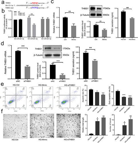 Figure 4 Effect of miR-221-3p on THBS1 and cell function under the intervention of high glucose. (a) Sequence alignment of the wild-type (WT) 3′-untranslated region (3′-UTR) of THBS1 containing putative miR-221-3p-binding sites and the miR-221-3p sequence. Mutated (mut) 3ʹ-UTR of THBS1 without the putative miR-221-3p-binding site. (b) Relative activities of luciferase of plasmids carrying WT / mutant THBS1 3ʹ-UTR among HEK293T cells co-transfected with Ctrl / miR-221-3p mimic (n = 3) were determined using the Luciferase Dual Reporter gene assay detection system. (c) Representative image and summary data showing relative mRNA and showing protein expression levels of THBS1 transfected with Ctrl or miR-221-3p mimic (n = 4–6). ACTB was used as the mRNA internal reference. Protein band intensities were normalized to β-tubulin. (d) Representative image and summary data showing THBS1’s mRNA and protein expression levels among HaCaT cells transfected with negative control (siNC) / siTHBS1 were measured by rt-qPCR, Western blot, and ELISA (n = 4–6). (e) Examination of total and early apoptosis cells in HaCaT treated with high glucose medium transfected with negative control (HG-Ctrl), miRNA-221-3p mimic (Mimic) or small interfering RNA of THBS1 (siTHBS1). Representative image and summary data of the apoptosis cells was assessed by flow cytometry (n = 6). (f) Representative image and summary data of the tube formation assay on HUVECs co-cultured with the conditioned supernatant of HaCaT. Scale bar is 100 µm. Data are presented as mean ± SEM, n = 3. *P < 0.05, **P < 0.01 and ***P < 0.001 compared with Ctrl.