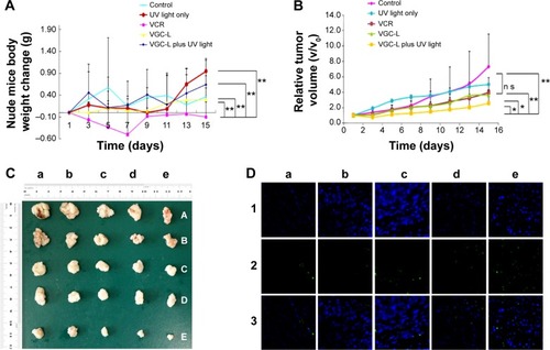 Figure 6 In vivo antitumor study in BALB/c mice implanted with HeLa cells.Notes: (A) Body weight changes in control mice and those treated with UV laser only, VCR, VGC-L, and VGC-L plus UV laser (n=5). **P<0.01. (B) Relative tumor volume in control mice and those treated with UV laser only, VCR, VGC-L, and VGC-L plus UV laser (n=5). *P<0.05, **P<0.01. (C) Photographs of tumors after excision from (a) control; (b) only UV laser; (c) VCR; (d) VGC-L; and (e) VGC-L plus UV laser groups. (D) TUNEL staining of the isolated tumor tissue from (a) control; (b) blank plus UV laser; (c) VCR; (d) VGC-L; and (e) VGC-L plus UV laser groups. The apoptotic cells and cell nuclei were stained green and blue, respectively.Abbreviation: VCR, vincristine sulfate; VGC-L, vincristine sulfate-gold nanoparticles conjugates loaded liposomes; TUNEL, Terminal-deoxynucleoitidyl Transferase Mediated Nick End Labeling.