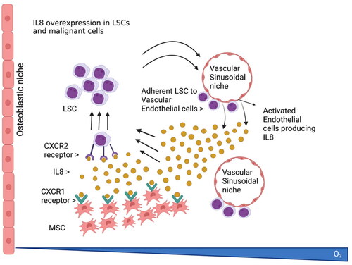 Figure 1. IL8 supports AML progression in the bone marrow. Leukemic stem cells (LSCs), Vascular endothelial cells and mesenchymal stem cells (MSCs) all have been shown to secrete IL8 (CXCL8). This in turn promotes AML proliferation and disease progression.
