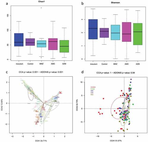 Figure 7. Microbial composition analyses of endodontic infections and their corresponding biofilms grown in the absence and presence of antibiotics. The analysis was performed on all patient samples from which endodontic biofilm grown was obtained in the absence of antibiotics (control) and after the application of amoxicillin + clavulanic acid (AMC), metronidazole (MNZ) and azithromycin (AZM). a) Bacterial richness (estimated number of bacterial species) as determined by the Chao1 index. c) Bacterial diversity as determined by the Shannon index. Lower panels represent a graphical representation by canonical correspondence analysis (CCA) of the microbial community composition of the biofilm as grouped by patient (c) and by antibiotic treatment (d). In panel (c), each circle and color corresponds to a different individual. Each sample occupies a position in the 2-D space according to its bacterial composition at the species level as determined by 16S rRNA sequencing.