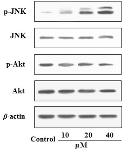 Figure 3. Effects of EDN on the expression of Akt and JNK in A549 cells.