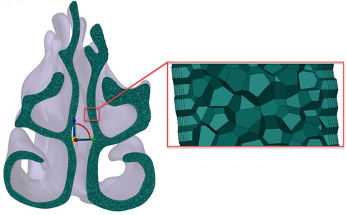 Figure 2. Meshing details at the mid-nasal cross-section.