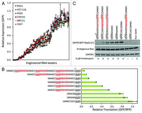 Figure 5. Control of protein translation levels. (A) Varying GFP expression levels achieved in different cell lines using MoMLV retroviral vectors equipped with engineered RNA leaders. Leaders utilizing different TIS sequences and uORFs were used to generate lower expression levels. Leaders with varying TIS sequences and no uORFs were used to generate higher expression levels. (B) Lentiviral expression of GFP in HCT-116 cells normalized to an internal RFP reference. (C) Immunoblot of retroviral expression of DHFR-BFP-RasG12V in NIH-3T3 cells with (+) and without (-) trimethoprim, the small molecule inducer of DHFR fusion protein stability. Sequences of the RNA leaders are given with uORFs in red bold type (including stop codons); start codons are underlined; the first base of the start codon encoding a protein of interest is indicated by the +1 base position. Error bars represent standard deviations from triplicate experiments.