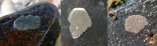 Figure 9. Egg masses of Hydropsyche spp. (Aoteapsyche group) (Trichoptera: Hydropsychidae) showing colour variation.