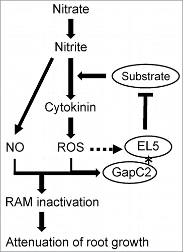 Figure 2. Hypothetical model of the action of EL5 as an anti-cell death ubiquitin ligase on the nitrogen inhibitory cascade in root formation. In this model, GapC2 is modified by ROS or NO when interacting with EL5, which affects the function of EL5. The broken line indicates transcriptional upregulation.
