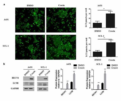 Figure 3. Crocin increases autophagy in cSCC cells. (a) Immunofluorescent staining assay for autophagy. (b) Western blots for BECN1 and LC3B. **P < 0.01 versus the control group