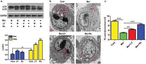 Figure 2. The inhibition of PI3K/AKT/mTOR signaling reverses the inhibition of Morroniside on chondrocyte autophagy.