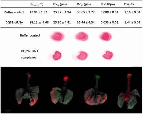 Figure 3. Typical droplet size analyses and spray pattern of DQ39-siRNA complexes sprays obtained by microsprayer (PennCentury™) and biodistribution of DY647-labeled DQ39-siRNA complexes in the lung following microsprayer administration to mice. Spray pattern analysis (top images) used Para Red dye added to the buffer for visualization purposes. Droplet size data (table) reported as volume diameter defined by 10%, 50%, and 90% (volume median) of the cumulative volume undersize (Dv10, Dv5, and Dv90, respectively). Data is given as the mean ± SD (n = 3). Ovality was calculated as the ratio of maximum vs. minimum diameter, average of three sprays, as illustrated. Bottom images illustrate IVIS analysis of excised lung following application by a microsprayer of DY647-labeled siRNA complies with DQ39 formulated at 5:1 ratio at siRNA concentration of 10 µg/50 µl. Mice were dosed with siRNA complexes (10 µg siRNA in 50 µl) and images of obtained by IVIS imaging immediately after administration.