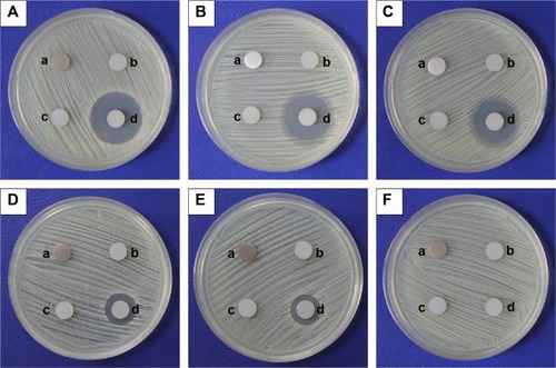 Figure 3 Representative images of inhibition zones against Staphylococcus aureus, at (A) day 1, (B) day 2, (C) day 45, (D) day 55, (E) day 60, and (F) day 65.Notes: The substrates were: (a) polished cp-Ti; (b) MAO-Ti; (c) PLLA-MAO-Ti; and (d) BBF/PLLA-MAO-Ti.Abbreviations: BBF/PLLA-MAO-Ti, cross-linking (Z-)-4-bromo-5-(bromomethylene)-2(5H)-furanone loaded poly(L-lactic acid) nanoparticles with gelatin on microarc-oxidized titanium; cp-Ti, commercially pure Ti; MAO-Ti, microarc-oxidized titanium; PLLA-MAO-Ti, cross-linking poly(L-lactic acid) nanoparticles with gelatin on microarc-oxidized titanium.