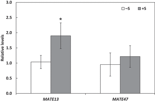 Figure 3. Changes in expression of GmMAE13 and GmMATE47 genes in roots in response to sulfur fertilization. Plants were grown without sulfur application (–S) or with sulfur application (+S). Expression levels were measured using quantitative RT-PCR and normalized by those of β-tubulin. Each value is the mean of 4 biological replicates with standard errors. * indicates significant differences from the non-fertilized control by Student’s t-test at p < 0.05.