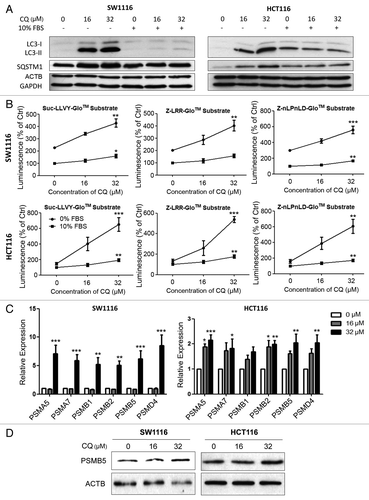 Figure 1. Pharmacological inhibition of autophagy by chloroquine in colon cancer cells induced proteasomal activity and subunit expression. (A) Inhibition of autophagy at the late stage was confirmed in serum-deprived SW1116 and HCT116 cells treated with chloroquine (CQ) for 48 h as evidenced by the accumulation of LC3B-II and SQSTM1. Serum-deprived cells were maintained in serum-free medium throughout CQ treatment without prior serum starvation. (B) Treating SW1116 and HCT116 cells with CQ for 48 h in serum-free condition induced the caspase-like (nLPnLD), trypsin-like (LRR), and chymotrypsin-like (LLVY) activities of the proteasome. (C) CQ (48 h) increased the mRNA expression of various proteasomal subunits. (D) The induction of PSMB5 at the protein level by CQ (48 h) was confirmed by western blots. Results were averaged and blots were representative of 3 independent experiments. *P < 0.05; **P < 0.01; ***P < 0.005 significantly different from respective control group.