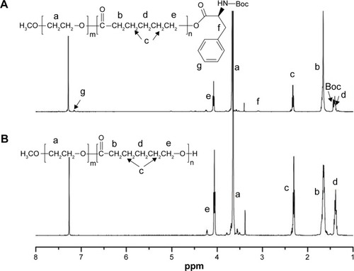 Figure 3 1H-NMR spectra of mPEG-PCL-Phe(Boc) (A), and mPEG-PCL (B).Abbreviations: 1H-NMR, proton nuclear magnetic resonance; mPEG, monomethoxyl poly (ethylene glycol); PCL, b-poly (ε-caprolactone); Phe, phenylalanine; Boc, N-t-butoxycarbonyl; mPEG-PCL-Phe(Boc), N-t-butoxycarbonyl-phenylalanine terminated monomethoxyl poly (ethylene glycol)-b-poly (ε-caprolactone).