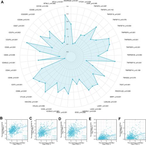 Figure 7 Correlations of MYBL2 expression with 45 immune checkpoint genes. (A) Correlation analysis of MYBL2 expression levels with 45 common immune checkpoint gene levels in PRAD. (B–F) MYBL2 expression was positively closely related with CD276, BTLA, TNFRSF18, HAVCR2 and CD70 in PRAD.