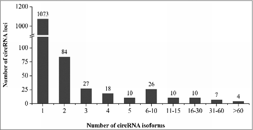 Figure 3. The distribution of 2,806 circRNA isoforms identified by circseq_cup showing alternative circularization of circRNAs in rice.