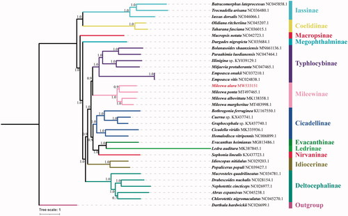 Figure 1. Bayesian phylogenetic analysis based on 13 mitochondrial PCGs of 33 Cicadellidae species. BI tree constructed by software Phylosuite v1.2.2.