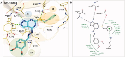 Figure 2. Interaction analysis of compound NSC726558. (A) The docking pose of compound NSC726558 (blue) in the BTK binding site (yellow). Residues are labelled and shown as lines. Green dashes denote hydrogen bonds. (B) The docking pose in 2D of NSC726558 in the BTK binding site. Black dash lines denote hydrogen bonds. Hydrophobic pockets are resented by a green spline and π interaction is shown as a green dashed line.