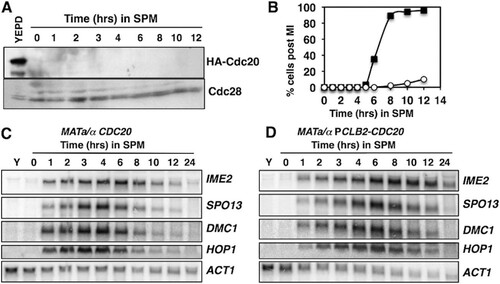 FIG 3 Cdc20 is not required for the induction of early meiosis-specific genes. (A) Western blot analysis of HA-Cdc20 in actively proliferating PCLB2-CDC20/PCLB2-CDC20 cells (YEPD) and in cells induced to initiate sporulation by inoculation into SPM. The upper half of the membrane was probed with an anti-HA antibody, and the lower portion of the membrane was probed for Cdc28 as a loading control. (B) Percentages of diploid CDC20/CDC20 (squares) and PCLB2-CDC20/PCLB2-CDC20 (circles) cells displaying two or more segregated DAPI-stained chromatin masses. (C, D) Northern blot analysis of transcripts of early meiosis-specific genes IME2, SPO13, DMC1, and HOP1. The ACT1 transcript was included as a control. RNA was collected from actively proliferating cultures (Y) or at the indicated time points following induction of sporulation.