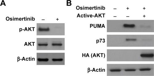Figure 5 PUMA induction by osimertinib is mediated through AKT inactivation.