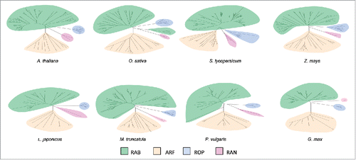 Figure 1. Phylogenetic analysis of the small GTPase superfamily in legume and non-legume plants. Amino acid sequences corresponding to small GTPases from A thaliana, O. sativa, S. lycopersicum, Z. mays, L. japonicus, M. truncatula, P. vulgaris, and G. max were retrieved from genomic databases. Unrooted neighbor-joining trees were obtained using the Mega 7 software. Subfamilies were identified for each species: Rab (green), Arf (orange), Rop (blue) and Ran (pink).