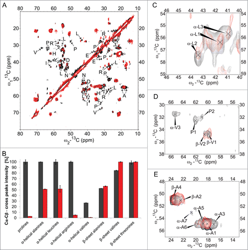 Figure 7. Structure and dynamics details. Solid-state NMR comparison of ovrecPrP(25‑233) after spontaneous (black) or PrPSc-seeded (red) conversion reveals an increased flexibility after PrPSc-seeding. (A) Overlay of 2D-(13C‑13C)-correlation spectra acquired with the identical number of transients and increments and processed identically. DREAM mixing at 23 kHz was performed to obtain only direct correlations. Spin systems after PrPSc-seeded conversion for which cross peaks are weakened up to almost completely vanished on both sides of the diagonal are indicated by arrows. (B) For intensity analysis, Cα‑Cβ/Cβ‑Cα-peak volumes in α‑helical and β‑sheet chemical shift ranges of 2D-(13C-13C)-DREAM spectra were calculated. Peak volumes were normalized 2-fold: (1) To account for deviating protein amounts in the samples, all values were standardized to the peak volume of the corresponding spectrum diagonal. (2) The highest peak volume of each amino acid type (α‑helical black or β‑sheet black or α‑helical red or β‑sheet red) was set to 100 %. Note that α‑helical and β‑sheet spin systems are not present for all amino acid types. Whereas all threonines are located in β‑strands, all arginines and leucines are characterized by α‑helical secondary structure signatures. Prolines are not known to be present in any secondary structure. Valines are located in α‑helical as well as β‑strand conformations. (C–E) High magnification overlays of some exemplary regions of (C) leucine, (D) proline and valine, and (E) alanine residues show that cross peak intensities for prolines (all N‑terminal of position 168), α‑helical valines, α‑helical leucines (at positions 128, 133, and 141), and α‑helical alanines (clustered between positions 116 and 136) are reduced or even completely vanished, whereas β‑strand alanines and β‑strand valines do not display a decrease in cross peak intensities.