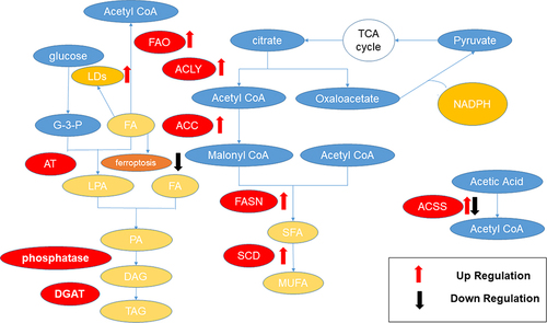 Figure 1 Aberrant FAs metabolism in HCC. In HCC, enzymes associated with fatty acid synthesis, such as ACLY, ACC, FASN, and SCD, are typically upregulated, and their increased expression is linked to a poor prognosis in HCC. However, ACSS stands out as relatively unique, as both upregulation and downregulation of its expression may be associated with adverse outcomes in HCC. In the FAs catabolism of HCC, there is typically an observed enhancement in FAO and LDs, while ferroptosis induced by FAs peroxidation tends to decrease. This is often associated with a poor prognosis in HCC.