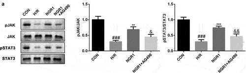 Figure 4. AG490 inhibited the JAK2/STAT3 signaling pathway a The protein expression of p-JAK2 and p-STAT3 was analyzed by Western blot. ###P < 0.001, VS CON group. **P < 0.01, ***P < 0.001 VS H/R group. &P < 0.05, &&P < 0.01 VS NGR1 group.