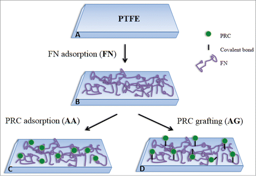 Figure 1. PTFE substrate treatment for the preparation of the different surfaces: (A) PTFE substrate; (B) PTFE + FN adsorption; (C) PTFE + FN adsorption + PRC adsorption; (D) PTFE + FN adsorption + PRC grafting.