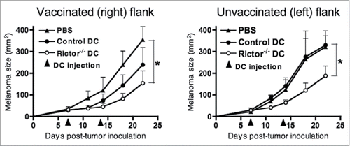 Figure 4. I.t.-delivery of Rictor−/− DC results in a therapeutic antitumor response in a contralateral tumor site. Mice bearing 7-d B16 tumors in each flank, with similar mean total tumor sizes, were injected with 50 µL of PBS or 50 µL of PBS containing 106 control DC or 106 Rictor−/− DC on the right flanks. Tumors on the left flank of each animal were left untreated. Animals received an identical treatment on day 14 post-tumor implantation. Treated and untreated tumor sizes (in mm2) for each animal were then monitored longitudinally every 3–4 d, and are reported as means + SD for five animals per group. *p < 0.05.