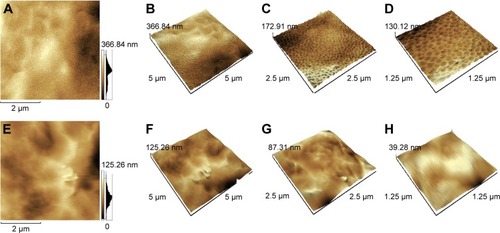 Figure 3 AFM graphs of TiO2 nanoporous implant samples and untreated implant samples at different magnifications.Notes: (A) 3-D surface topography of TiO2 nanoporous implant samples; (B–D) 3-D reconstruction of TiO2 nanoporous implant surface topography; (E) 3-D surface topography of untreated implant samples; (F–H) 3-D reconstruction of untreated implant surface topography.Abbreviation: AFM, atomic force microscopy.