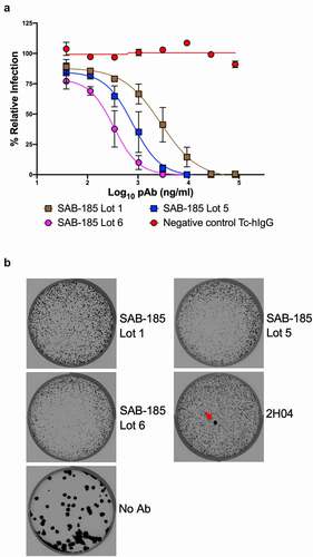 Figure 3. Selection of SAB-185 pAbs escape. (a) SAB-185 pAbs were tested for neutralizing activity against VSV-SARS-CoV-2 using an MOI of 1 to determine the concentration added into overlay. Error bars represent the SEM. Data are representative of four independent experiments. (b) Plaque assays were performed to isolate the VSV-SARS-CoV-2-S escape mutant on Vero E6 TMPRSS2 cells in the present of the indicated pAb in the overlay. The concentration of SAB-185 pAbs added in the overlay completely inhibited viral infection (See Figure 3a). Representative images of eight independent experiments are shown.