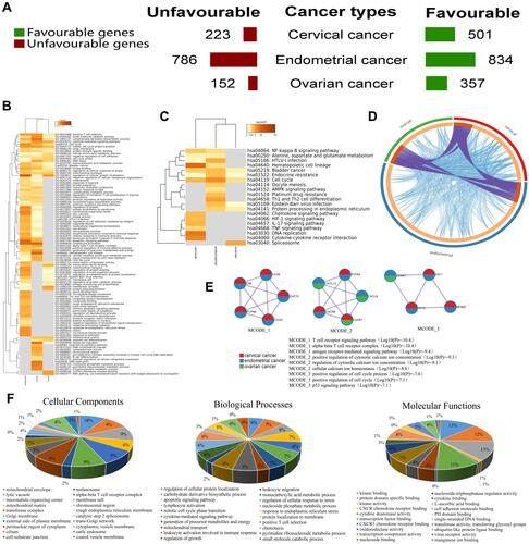 Figure 1 Meta-analysis of the functional enrichment of prognostic genes in gynecological cancers (Metascape). (A) The numbers of prognostic genes associated with the cancer type and favorable or unfavorable clinical outcomes are summarized. (B-C) Heatmap of enriched terms across the included prognostic genes colored by P-values. (D) The overlaps include the shared term level, and the blue curves link genes that belong to the same enriched ontology term. The inner circle represents the gene lists, and the hits are arranged along the arc. Genes that hit multiple lists are shown in dark orange, and genes unique to a list are shown in light orange. (E) Networks of enriched terms are presented as pie charts, and the pies are color-coded based on the identities of the gene lists. (F) GO terms identified in the GO analysis of the prognostic genes in the categories biological processes, cellular components, and molecular functions with 20 minimum P-values.